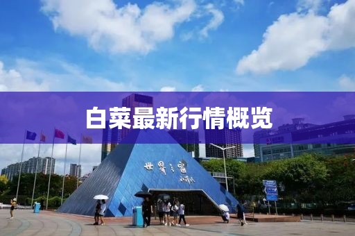 白菜最新行情概览