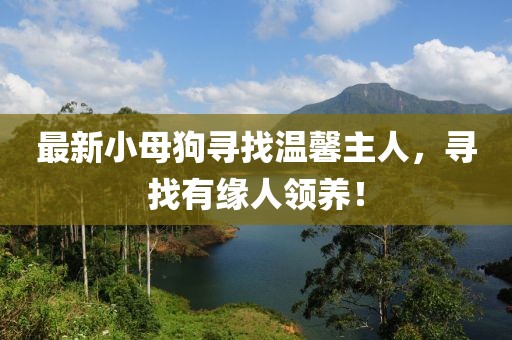 最新小母狗寻找温馨主人，寻找有缘人领养！