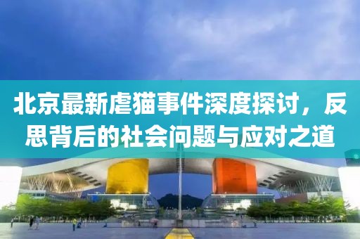 北京最新虐猫事件深度探讨，反思背后的社会问题与应对之道