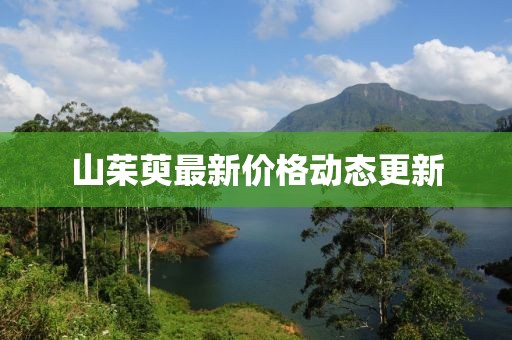 山茱萸最新价格动态更新