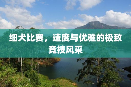 细犬比赛，速度与优雅的极致竞技风采