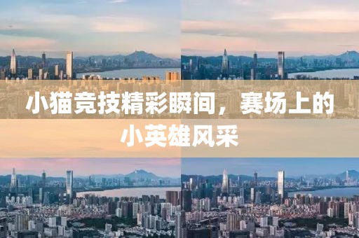 小猫竞技精彩瞬间，赛场上的小英雄风采