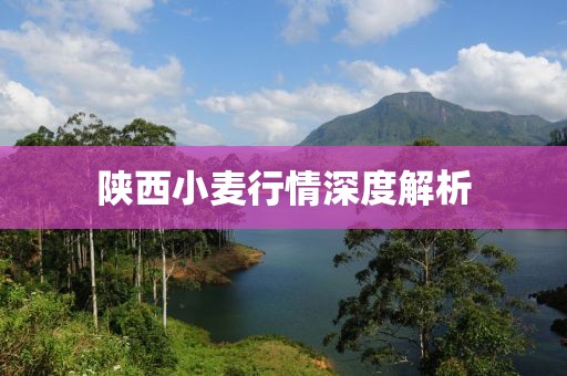 陕西小麦行情深度解析
