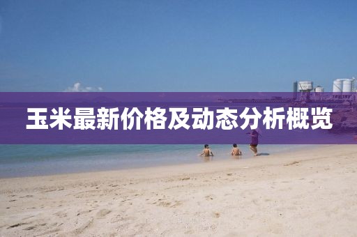 玉米最新价格及动态分析概览
