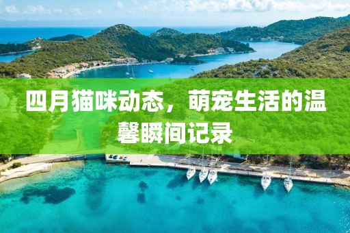 四月猫咪动态，萌宠生活的温馨瞬间记录