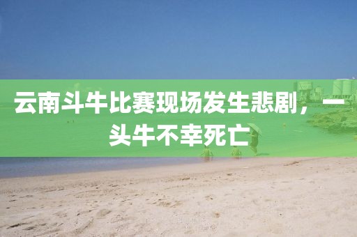 云南斗牛比赛现场发生悲剧，一头牛不幸死亡