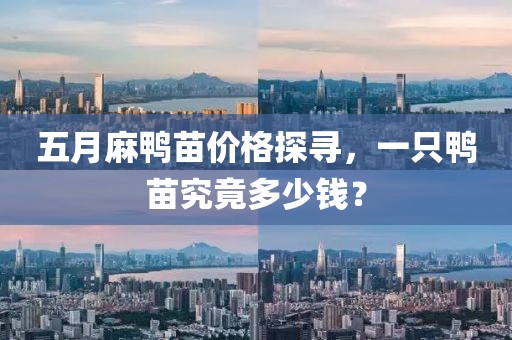 五月麻鸭苗价格探寻，一只鸭苗究竟多少钱？