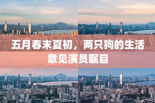 五月春末夏初，两只狗的生活意见演员瞩目