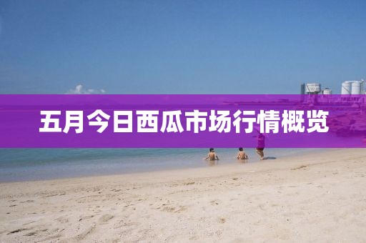 五月今日西瓜市场行情概览