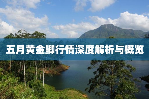 五月黄金鲫行情深度解析与概览