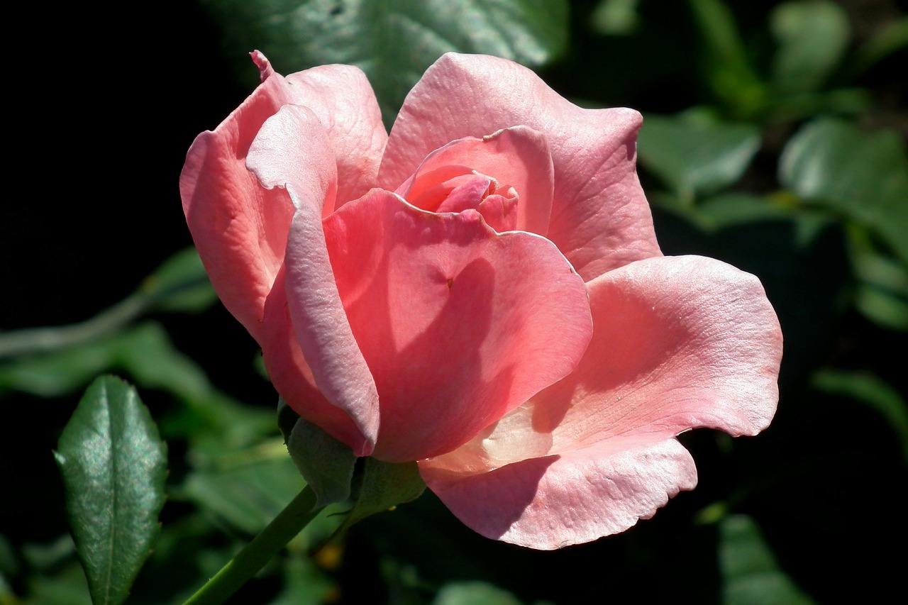 斐蕙兰 第6页
