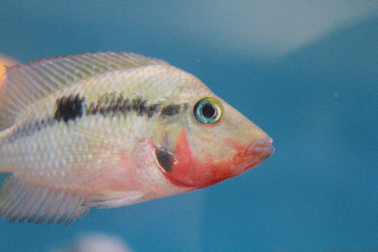 最新鱼缸材质，塑造水族世界的未来之选的首选材料